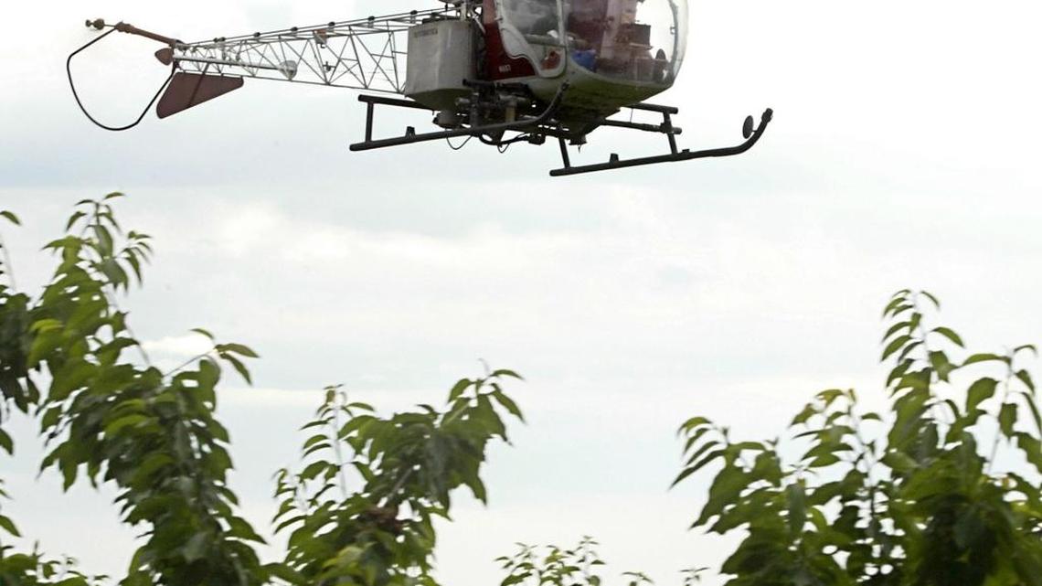 Helicopters herald impending arrival of cherry season