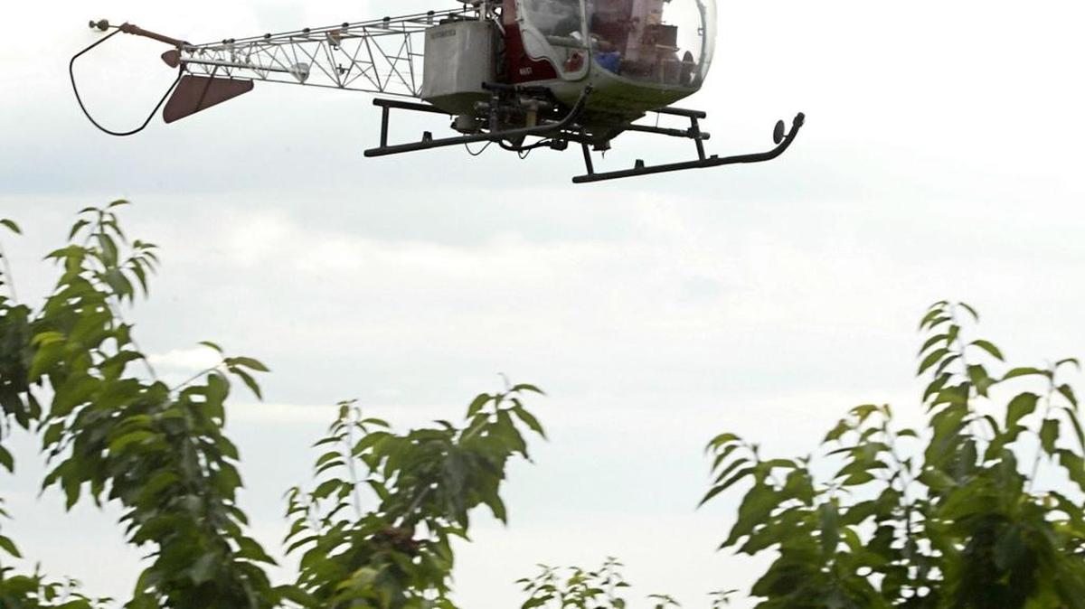 Nervous cherry growers are apparently behind the small number of helicopters reported taking off from the Richland Airport Sunday and Monday. This 2006 file photo shows a helicopter hovering over rain-soaked cherry trees in Kennewick to knock water off ripe Bing cherries to minimize splitting of the fruit.