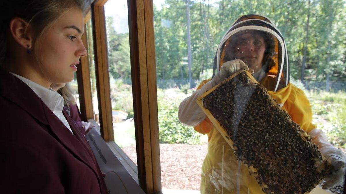 Sarah Myers, right, a manager at the Bayer North American Bee Care Center, shows a tray of bees to St. Thomas More Academy student Maria Pompi, left, during a tour of the center in Research Triangle Park, N.C.
