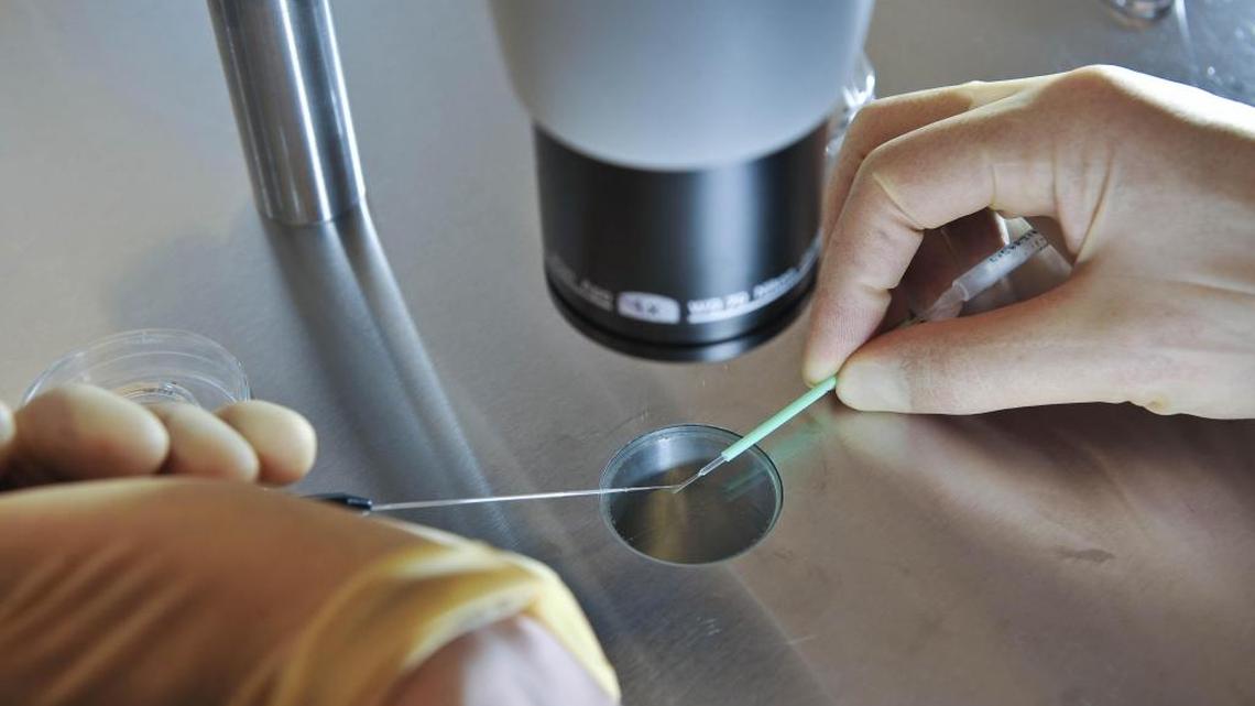 Britain approves gene-editing experiments