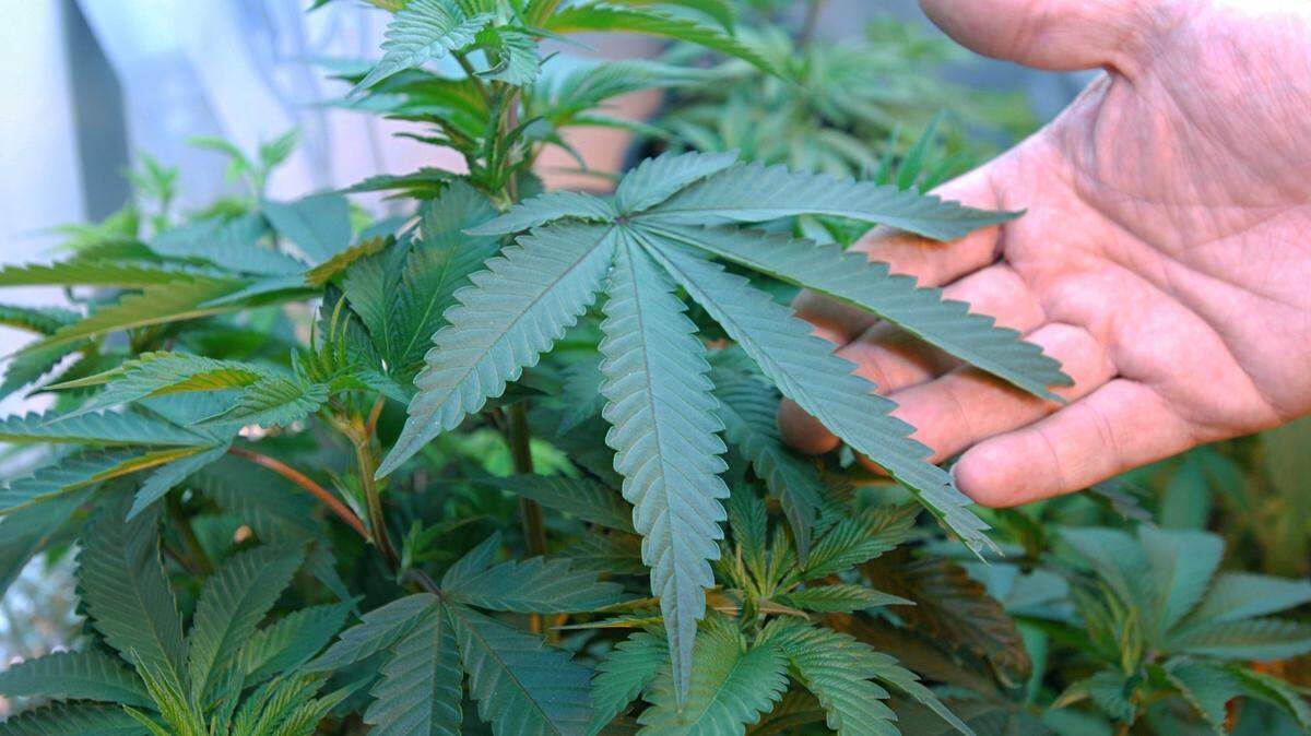 A bill to make it easier to close cannabis shops and harder to open them would add about $9 million in new costs to the state’s budget, including about $6.5 million to defend lawsuits from hundreds of businesses that would be forced to move or close.