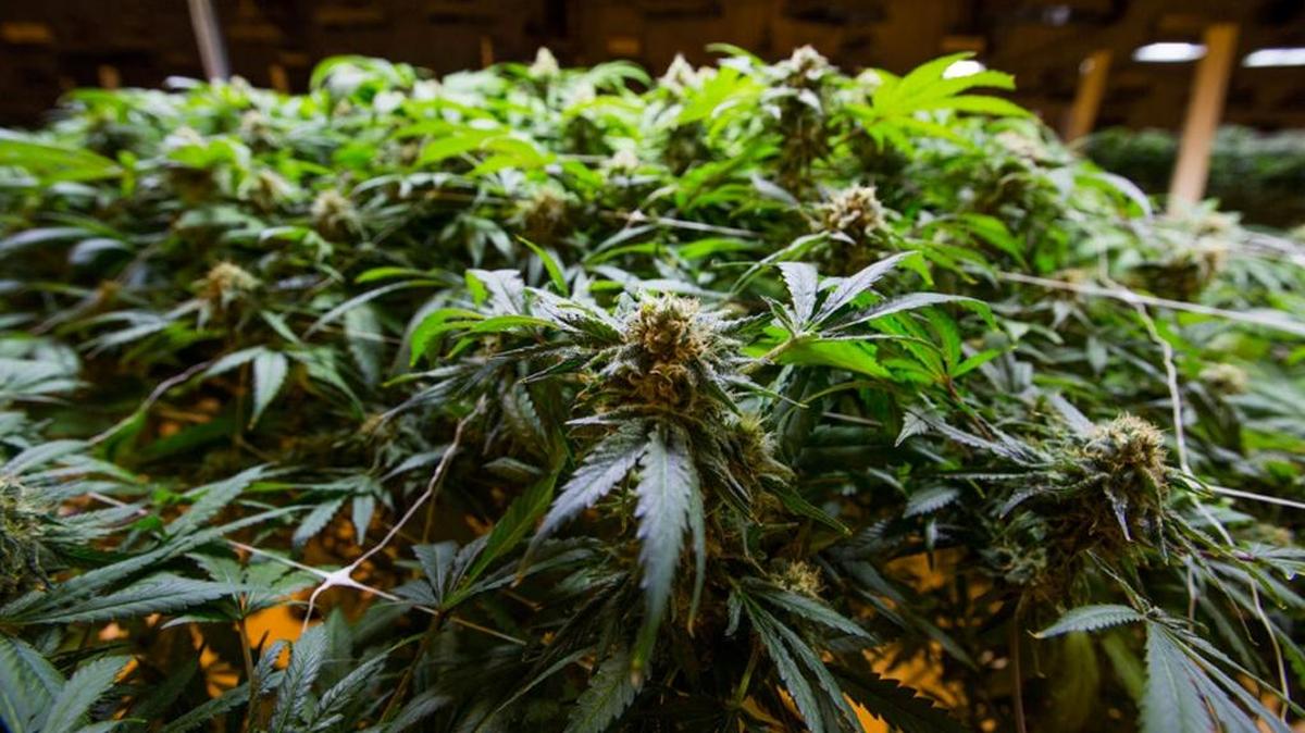 Yakima County authorities have completed restructuring policy and staff in their code enforcement office to better deal with code violations which may include marijuana businesses in the Yakima Valley.