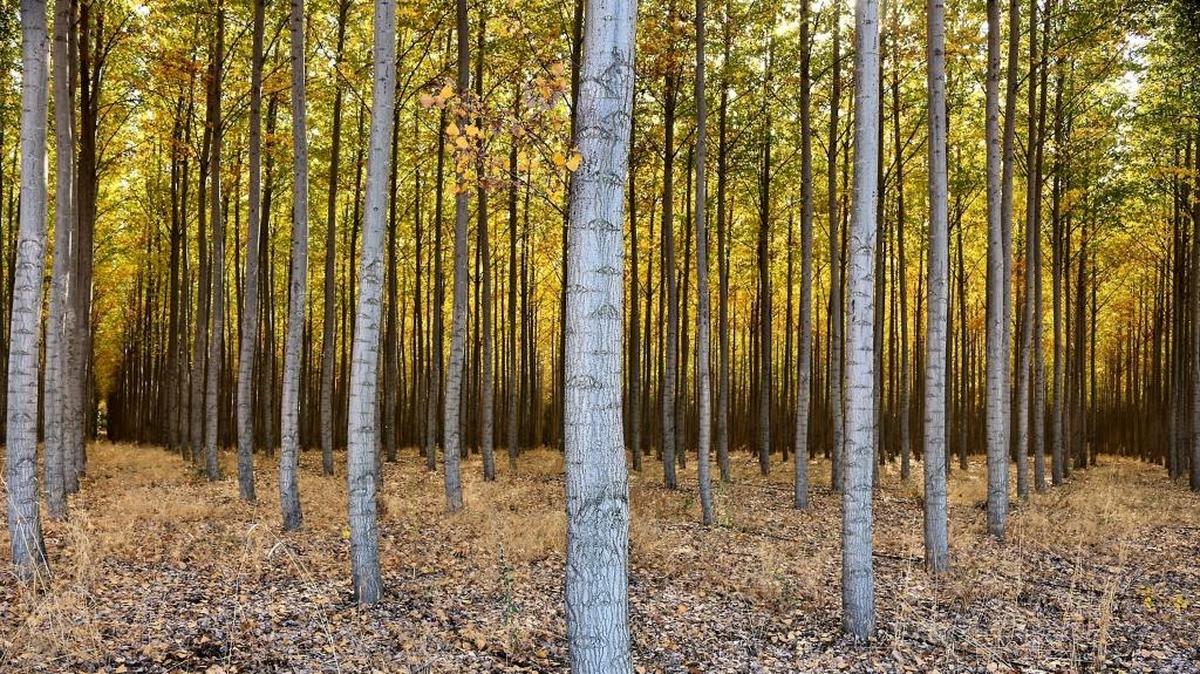 Fall sunlight filters through the colorful leaves of maturing trees recently at the tree farm near Boardman. The bright and colorful conditions are forecast to change during the next couple days in the Mid-Columbia to mostly cloudy skies with a chance of showers. Jose Muñoz of Hermiston shared his scenic photograph.