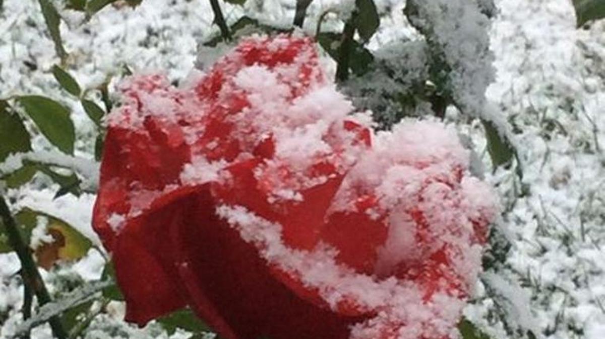 Snow dusted Dawn Millers blooming roses in Kennewick.