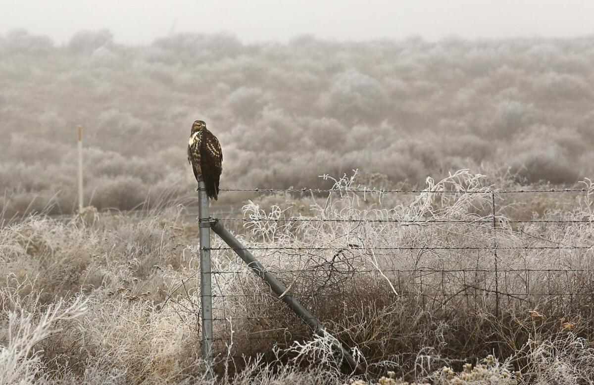 A red-tailed hawk scans the foggy and frozen landscape for a meal while perched on a fence post near Interstate 82 south of Kennewick.