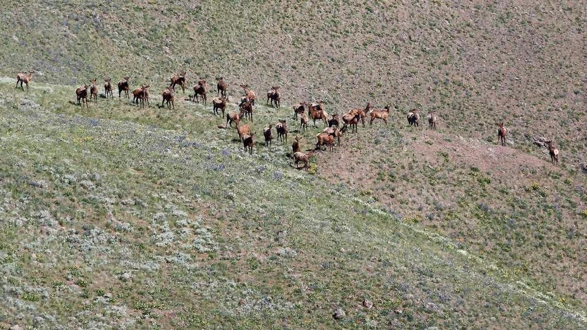 About three dozen elk wander along a bench below the summit of Rattlesnake Mountain on the portion of the Hanford Reach National Monument closed to the public.