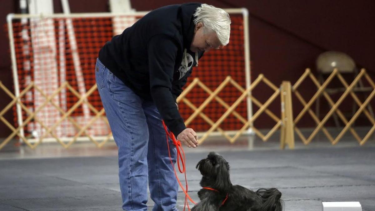 Joe Maday of Richland works on nose work training with his Shih-Tzu, Malo, on Friday at 4 Paws DogWorks in Richland.