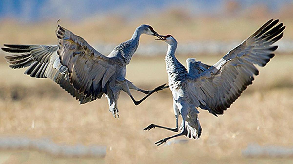 Sandhill cranes “dance” to attract mates, but the behavior also can occur at any age and season.