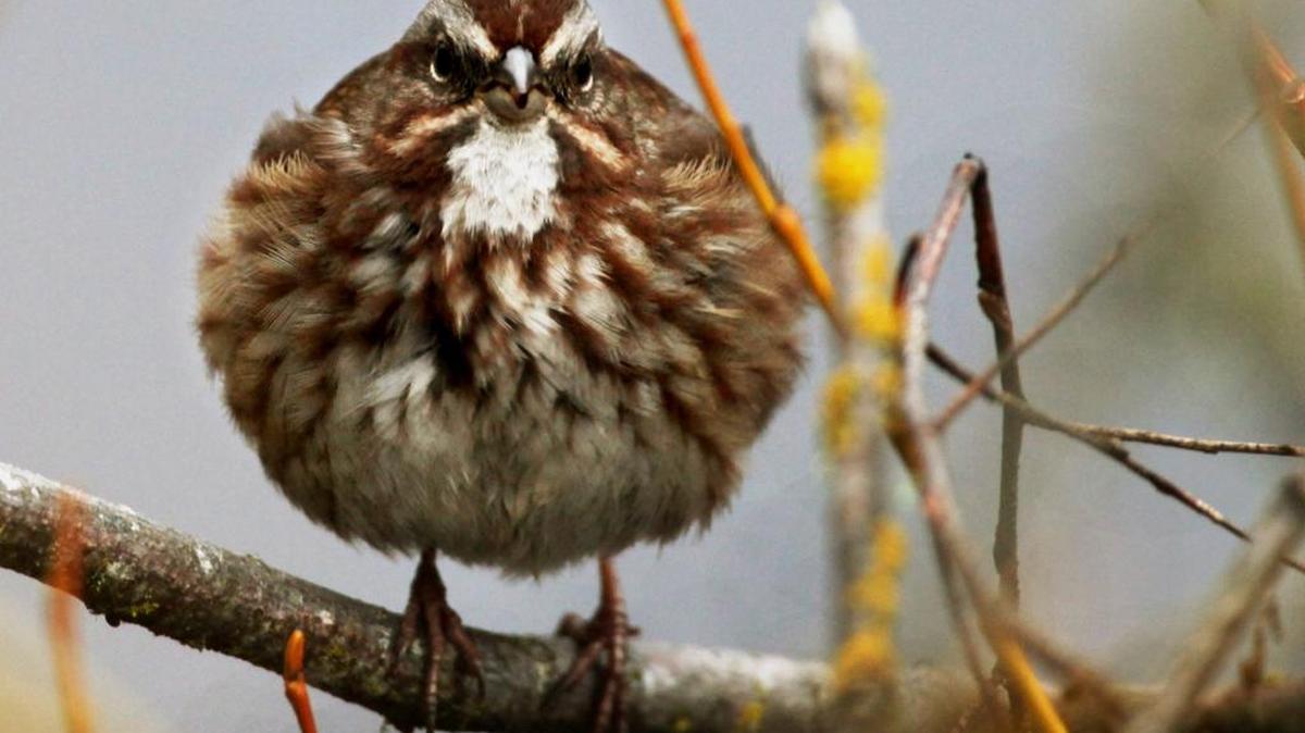 Song sparrow