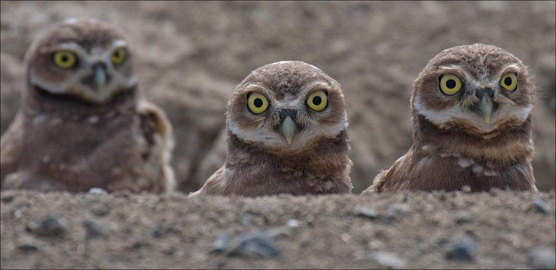 A burrowing owl surveys the shrub steppe habitat of the Mid-Columbia. They are considered a species of concern in Washington state.