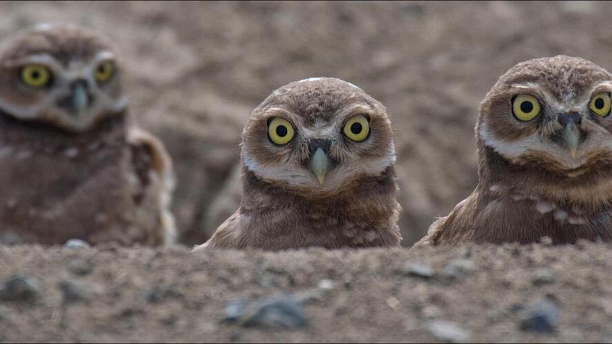 A burrowing owl surveys the shrub steppe habitat of the Mid-Columbia. They are considered a species of concern in Washington state.