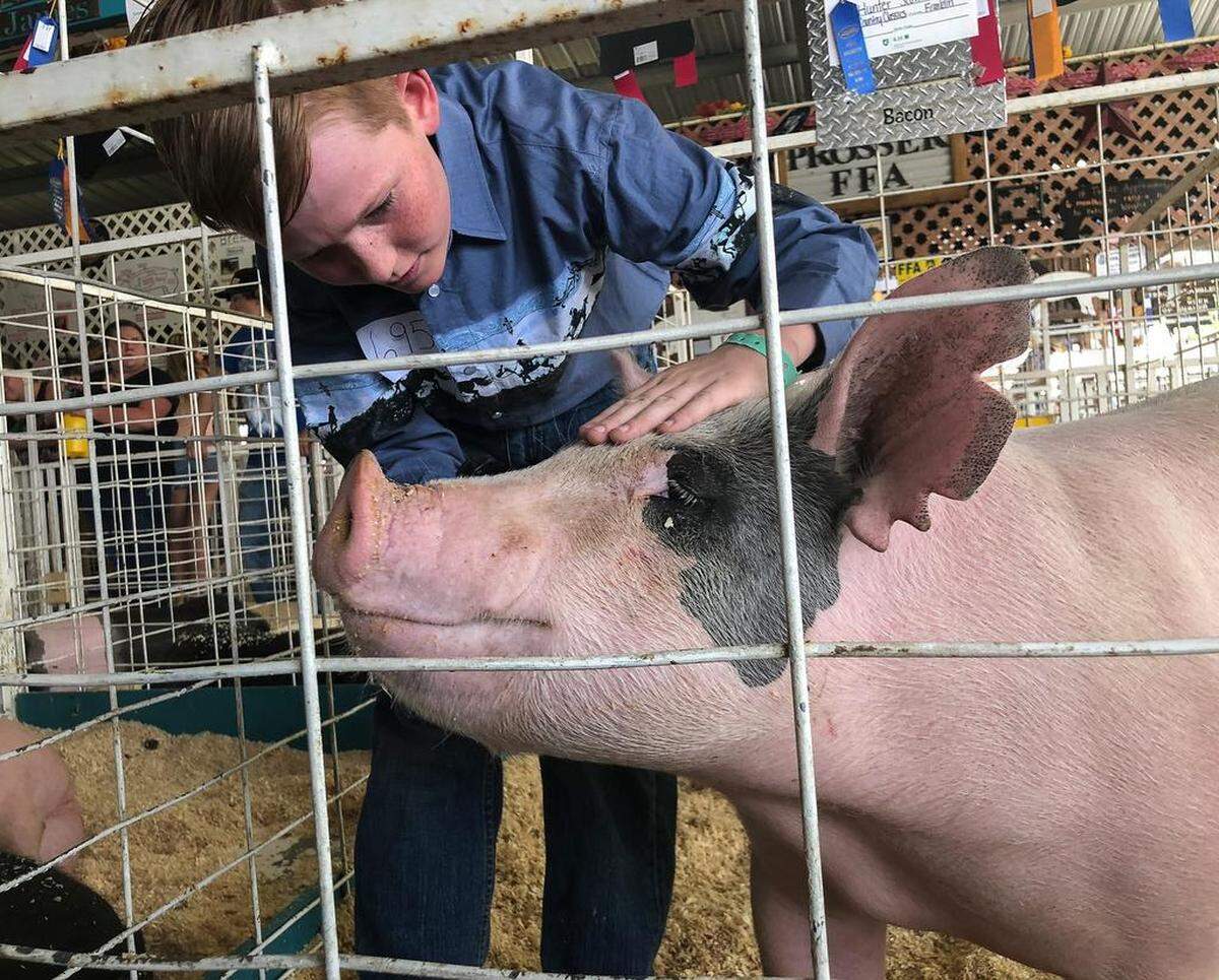 August 23, 2018 - Hunter Scott of Burbank stands inside a pen Wednesday petting his 289-pound pig named Bacon at the Benton Franklin Fair & Rodeo in Kennewick.