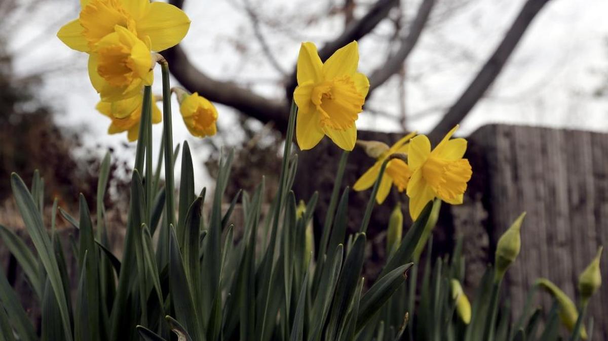 Daffodils are blooming already at the Master Gardener Demonstration Garden by the Union Street library in Kennewick.