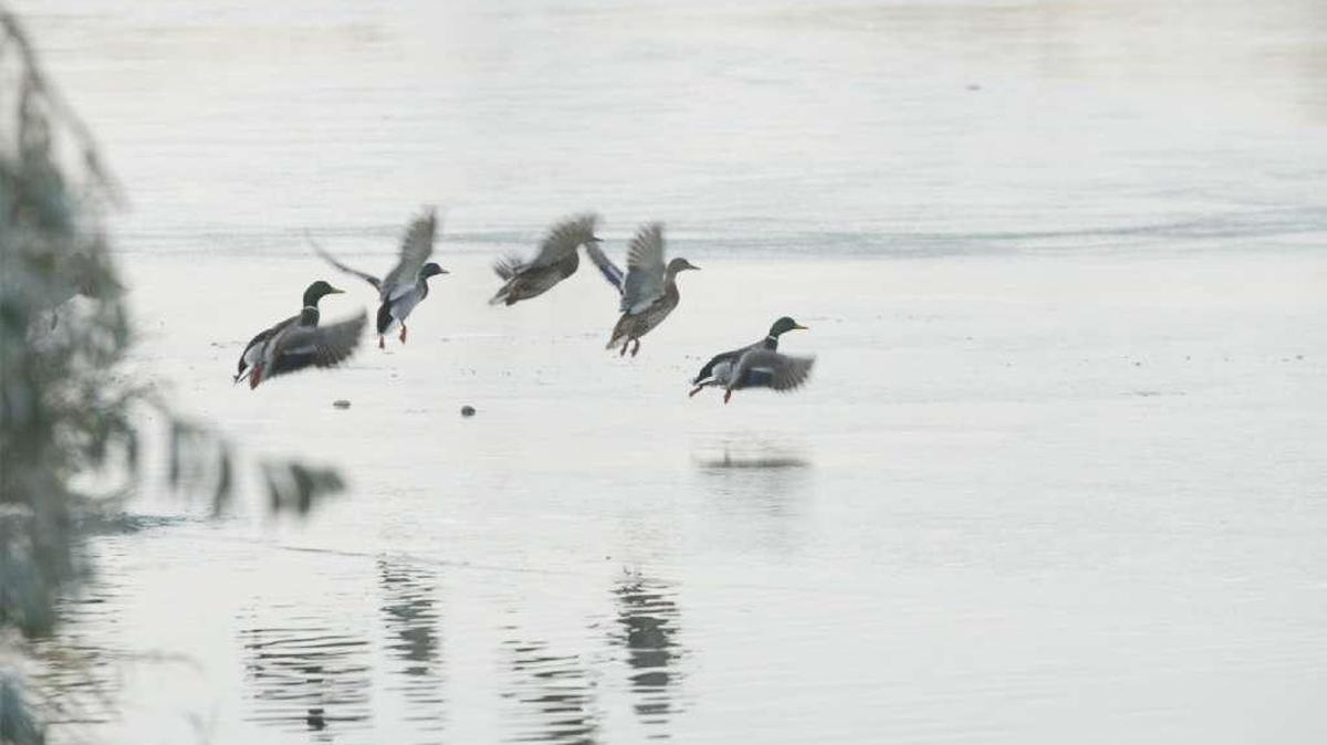 Hunters are urged to take precautions this weekend to prevent the spread of avian cholera, which has killed almost 2,000 ducks near Burbank.