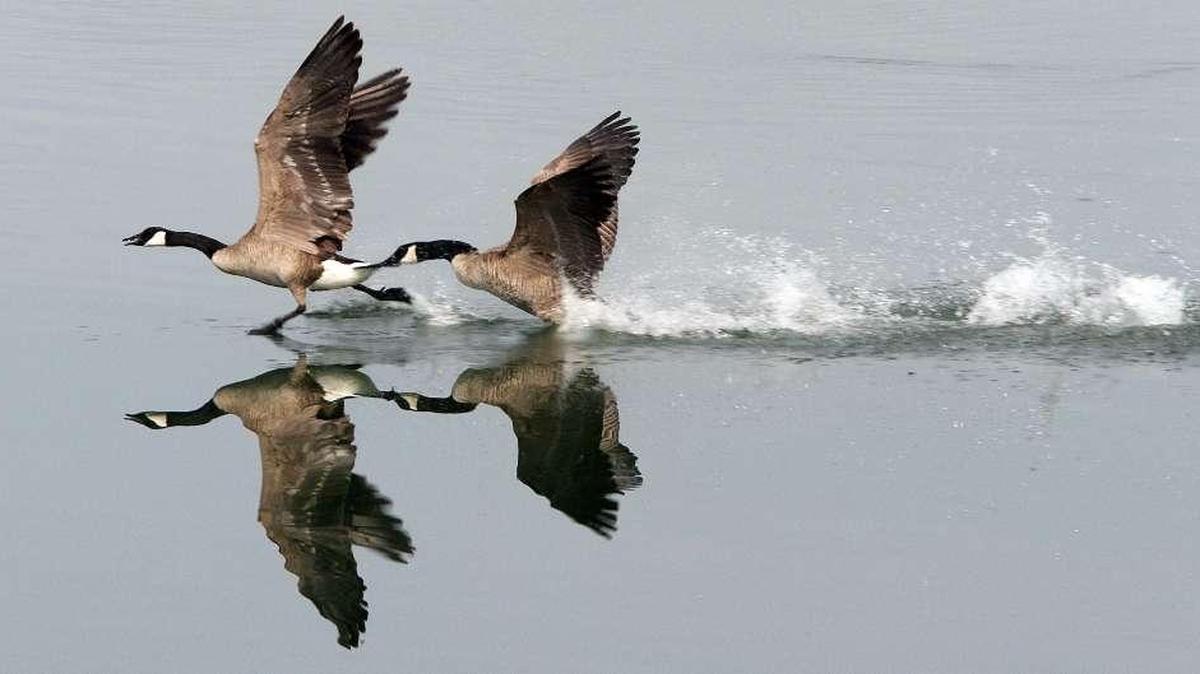 Killing off carp at the Umatilla National Wildlife Refuge should bring back Canada geese and other waterfowl.