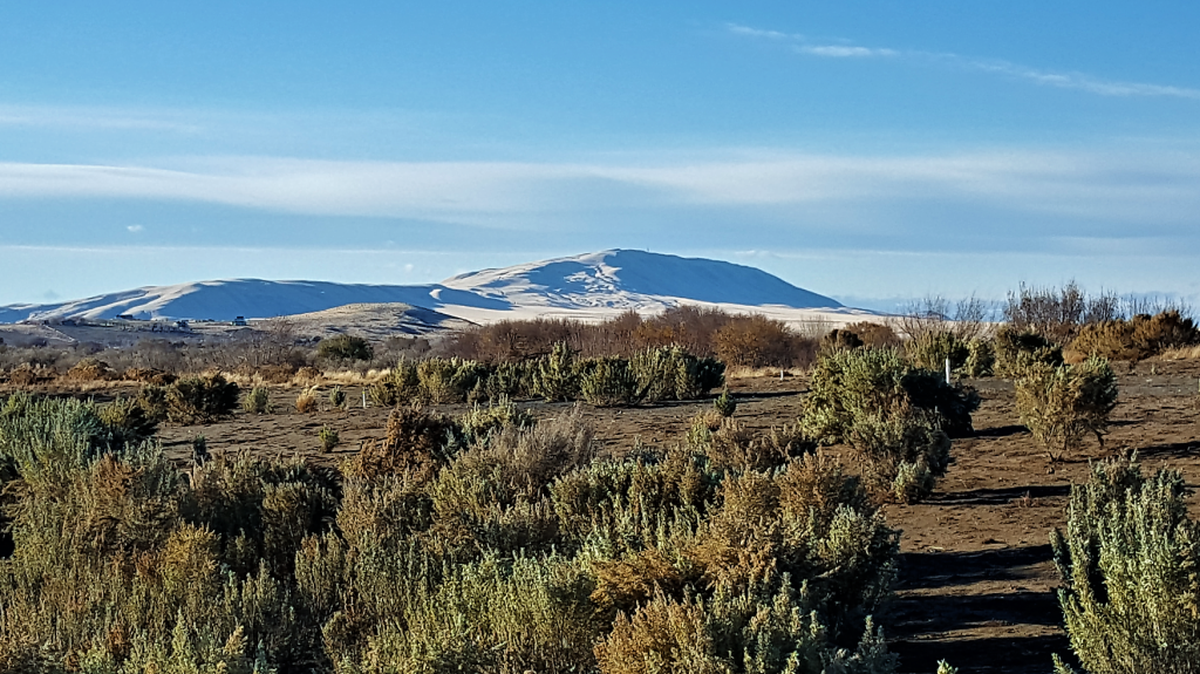 Rattlesnake Mountain looms in the distance from the Tapteal Greenway Trail.
