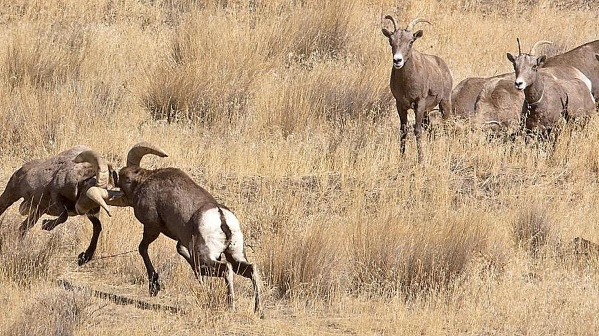 
Tom Foster of Pasco shared this photo of bighorn sheep he recently took along the Yakima River in the Yakima River Canyon between Ellensburg and Yakima. “After many rounds of head butting, the rams joined other members of the herd at the bottom of the canyon for a few sips of water,” said Foster.
