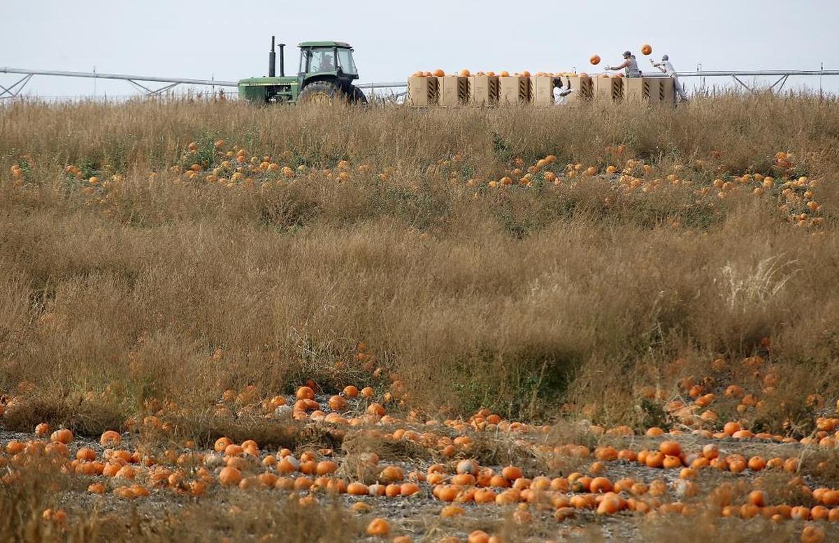 In this 2016 file photo, workers pick pumpkins and load them into bins on a tractor pulled trailer from a field at the Robert S. Cox Farms.