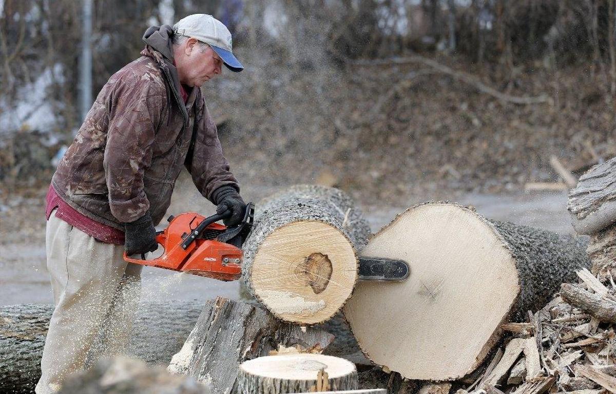 The firewood cutting season opens in the Blue Mountains of the Umatilla National Forest May 1, with no cost for at least the first month.