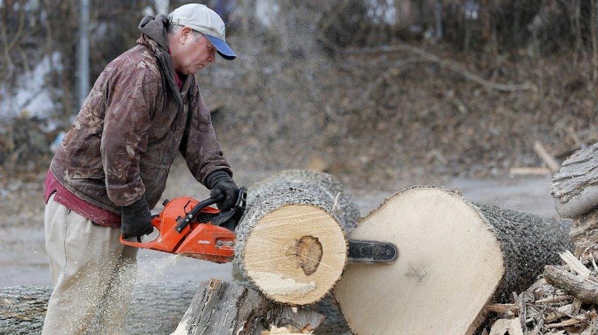 The firewood cutting season opened in the Blue Mountains of the Umatilla National Forest May 1, with no cost for at least the first month.