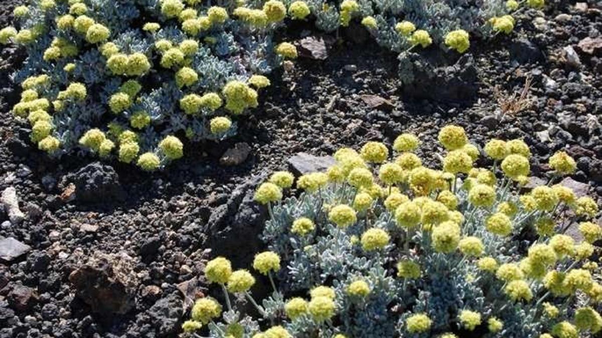 Umtanum desert buckwheat grows nowhere in the world except near the Columbia River at the Hanford Reach National Monument.