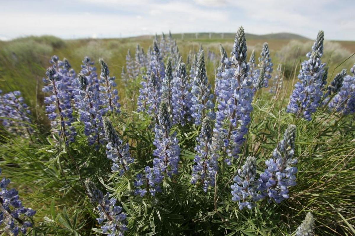 Spring wildflowers are coming out in full force throughout the Mid-Columbia.