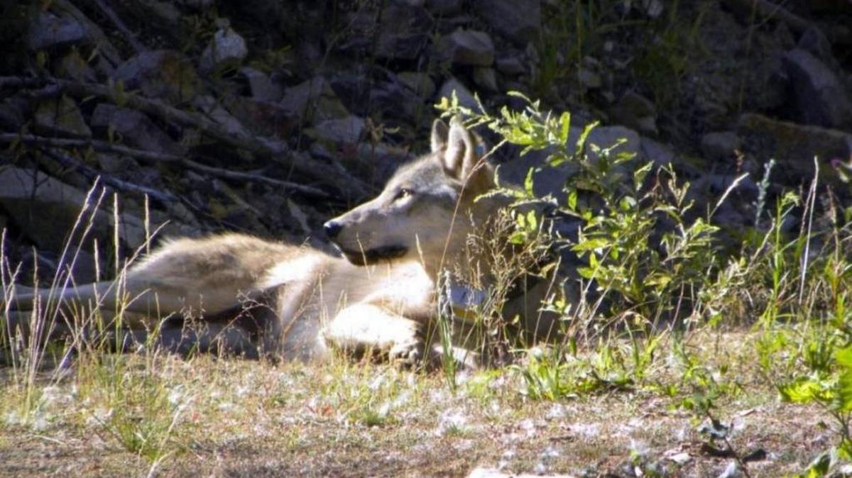 In a 2012 photo, a gray wolf rests on the Colville Indian Reservation.