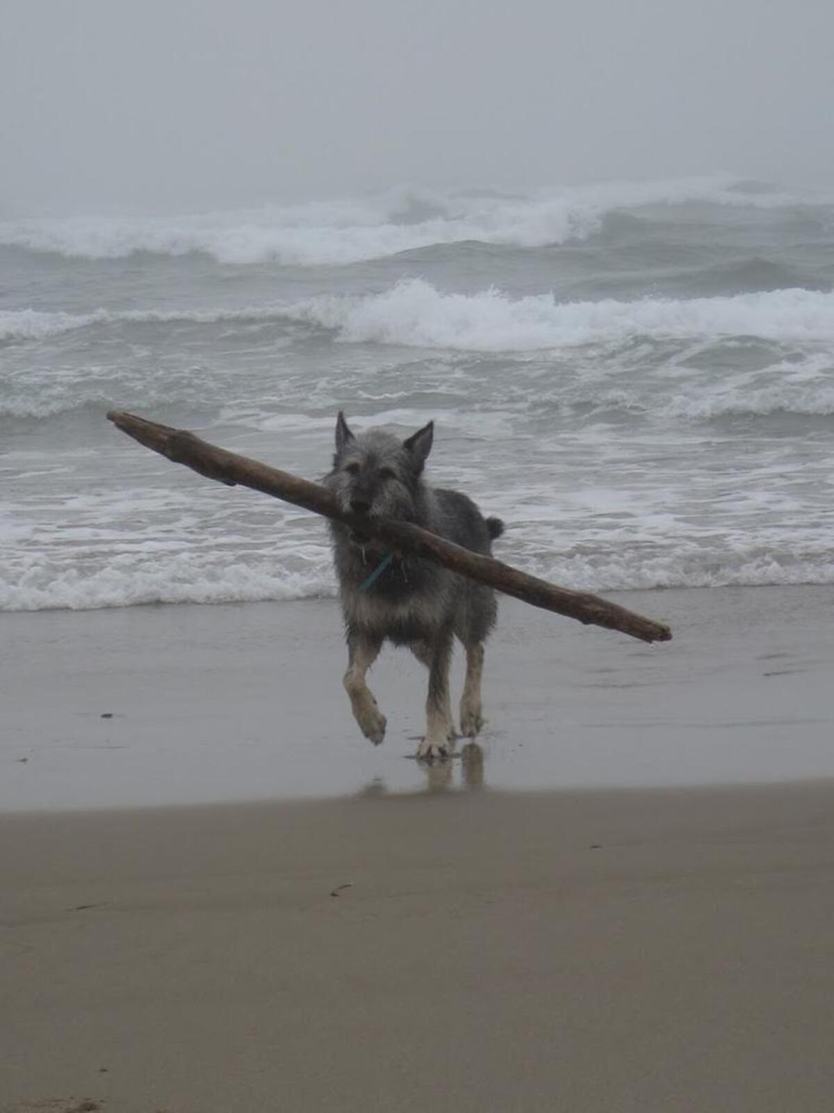 On Oregon Coast vacations, Charley would drag driftwood around, stack it in strange piles, return it to the water.