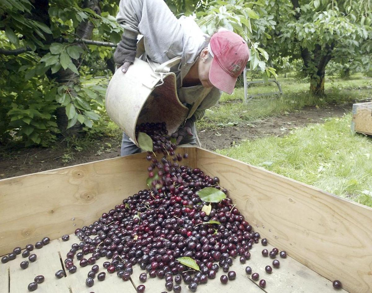Some cherry growers say the labor supply is tighter than expected this summer.