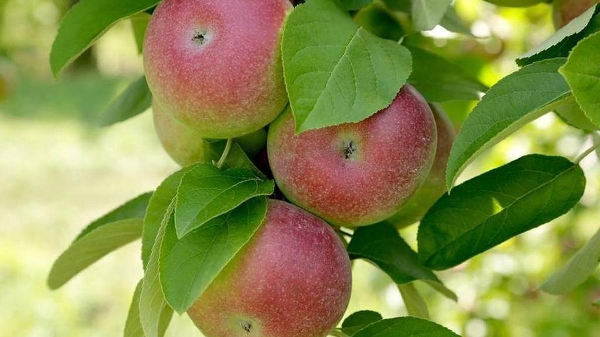 Warren Orchards near Dayton has reached a settlement agreement after being accused of illegally using water during the 2015 drought.