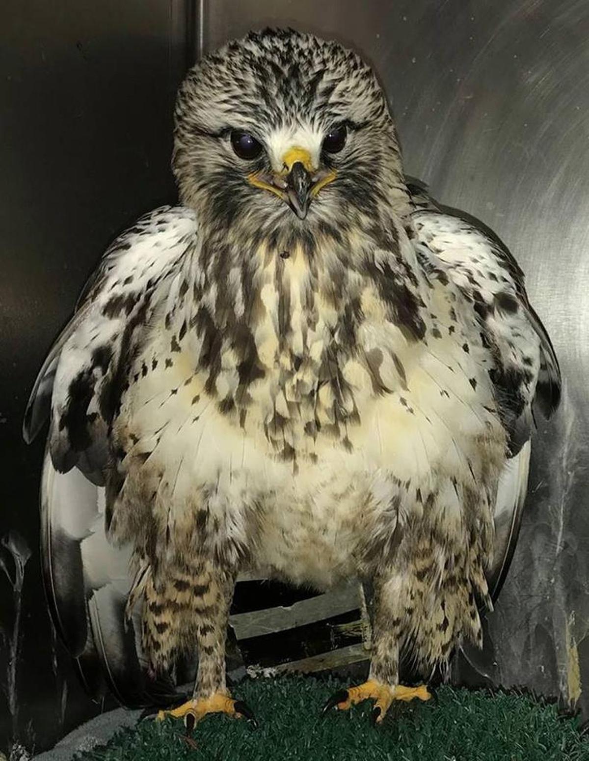 The rough-legged hawk that had been shot in both wings is shown after officials at the Blue Mountain Wildlife Rehabilitation and Education Center took off a splint. It’s still too soon to say whether the hawk, found on Finley Road, will recover enough to be released to the wild.