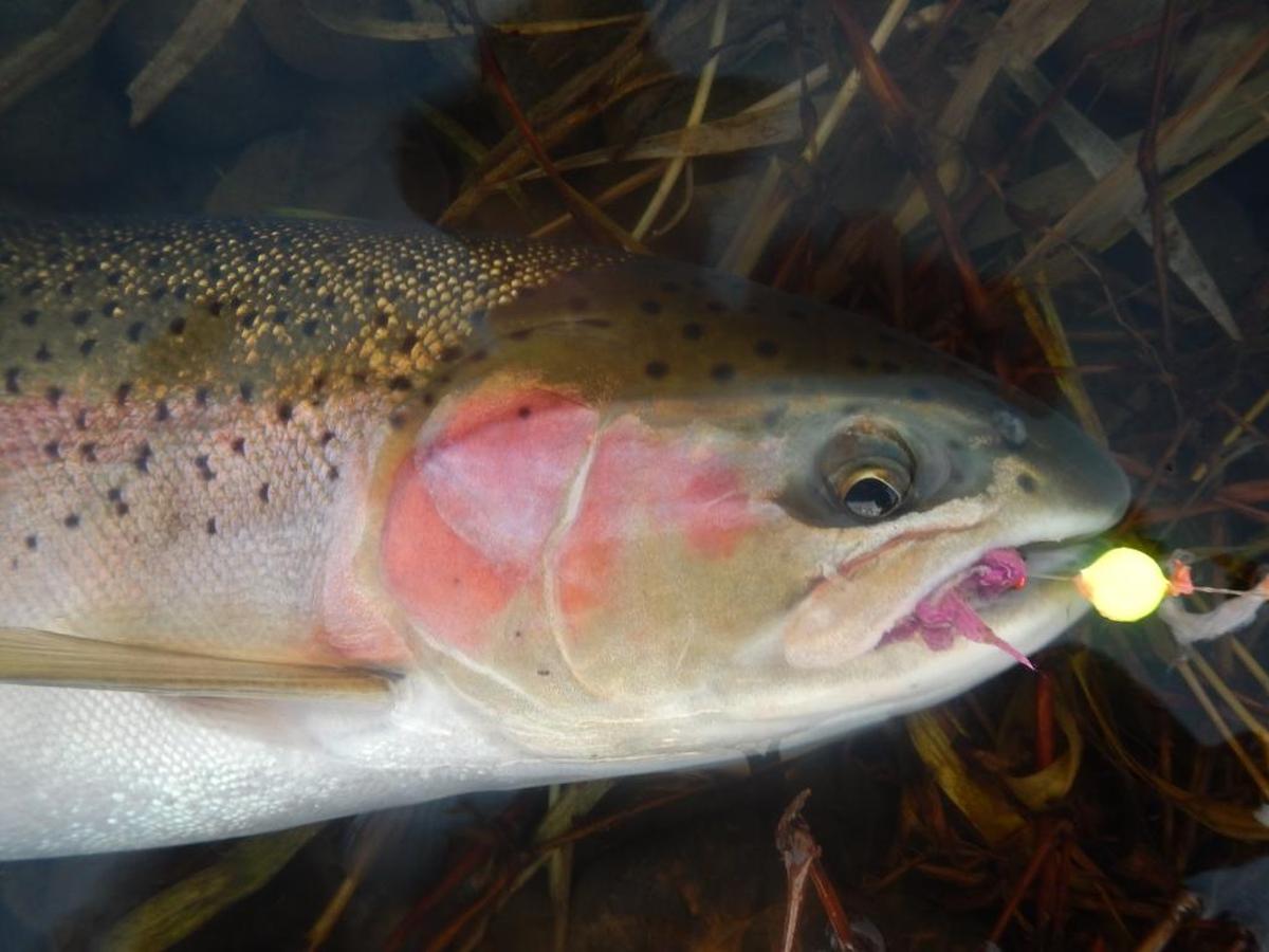 Steelhead enter Blue Mountain tributaries in late fall and winter when flows increase and hold over until they spawn the next spring. Corkies and yarn or jigs tipped with shrimp are favored by anglers.