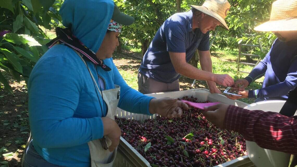 Inslee announces additional COVID-19 safety standards for agricultural workers