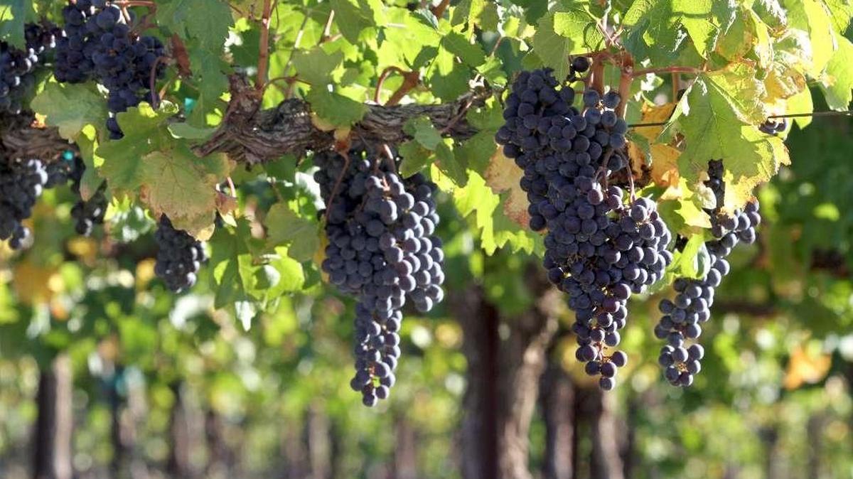 Merlot wine grapes grown on Red Mountain.