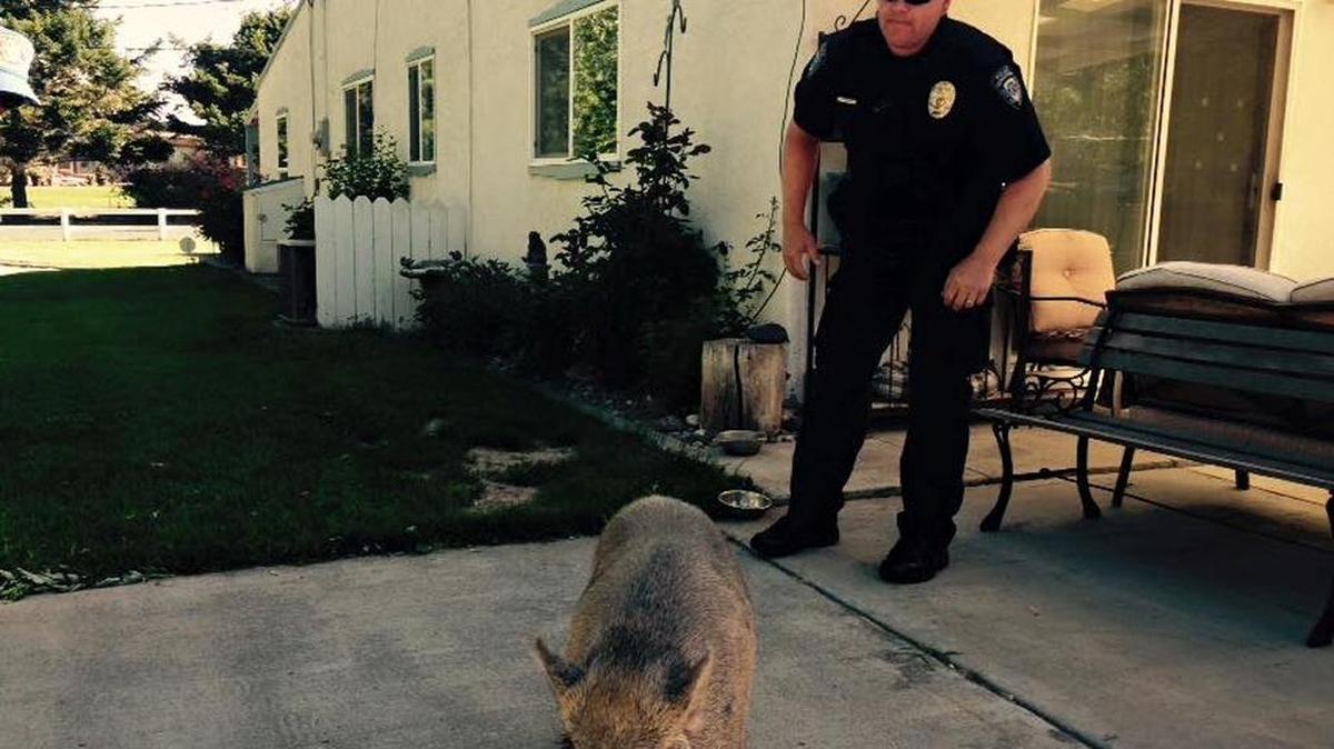 A pig named Kevin is reunited with owners after impromptu stroll through neighborhood.