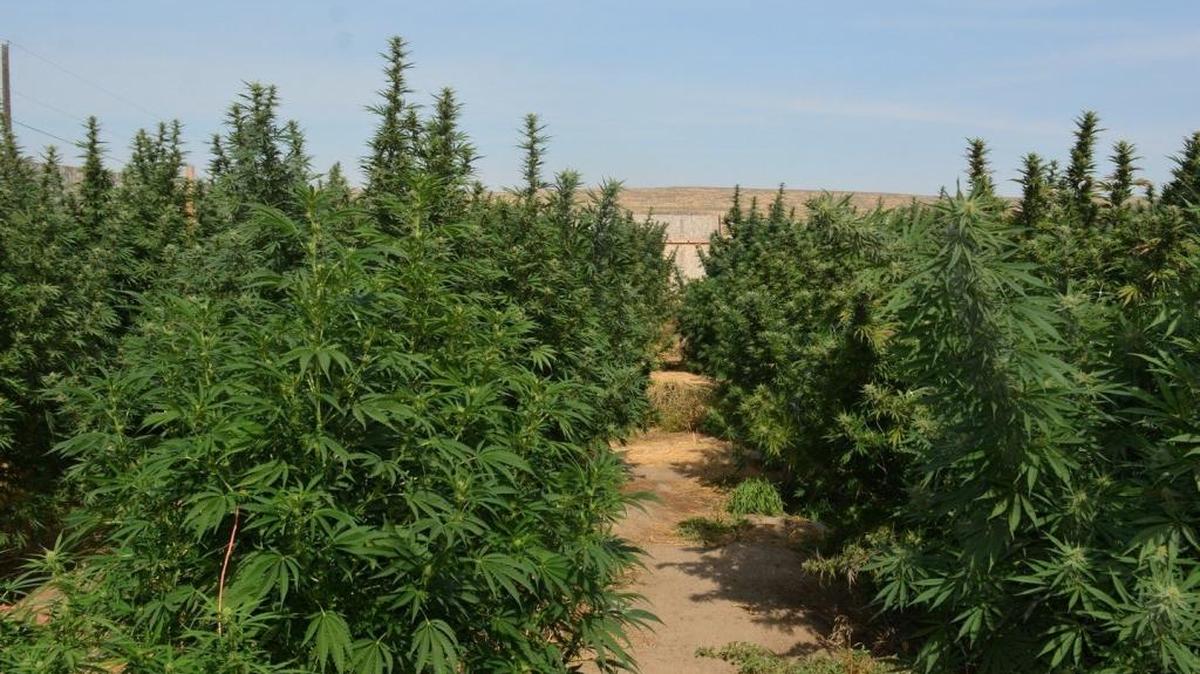 A public hearing on Benton County’s emergency ban on cannabis production and processing continues Tuesday.
