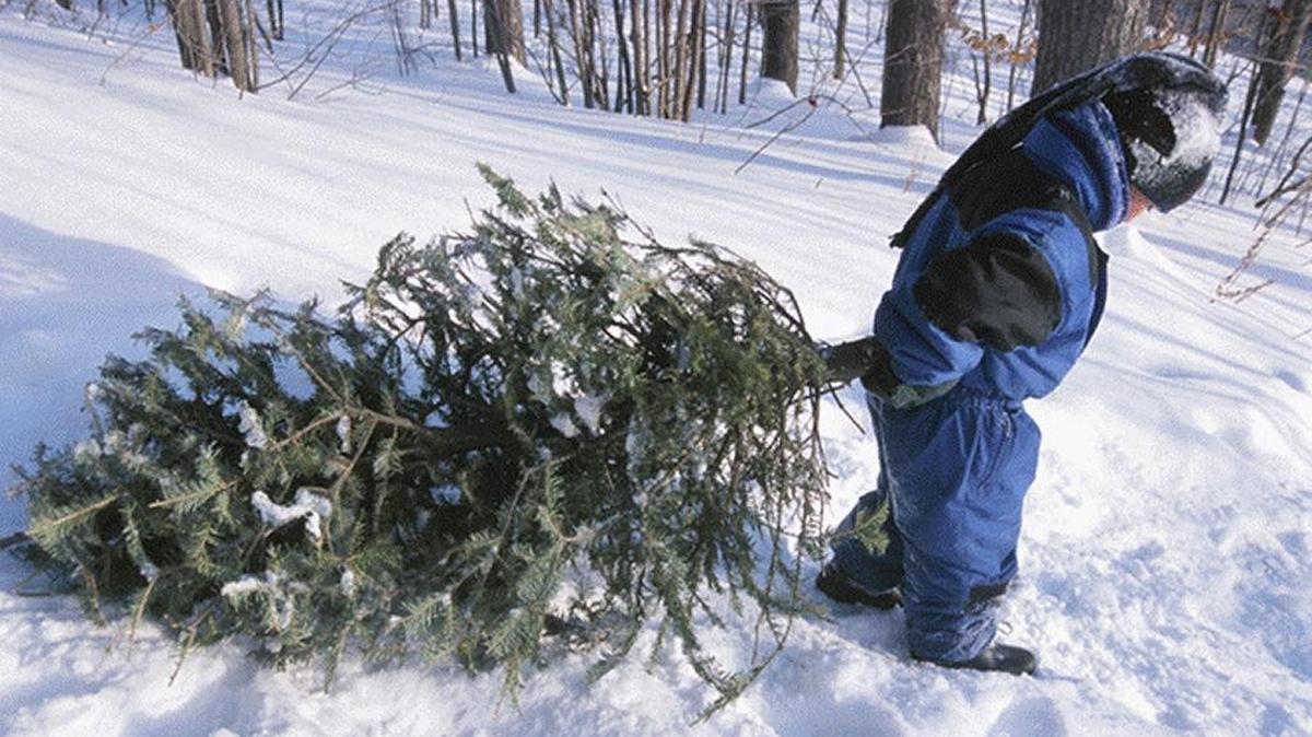 Christmas tree permits are available for the Umatilla National Forest.