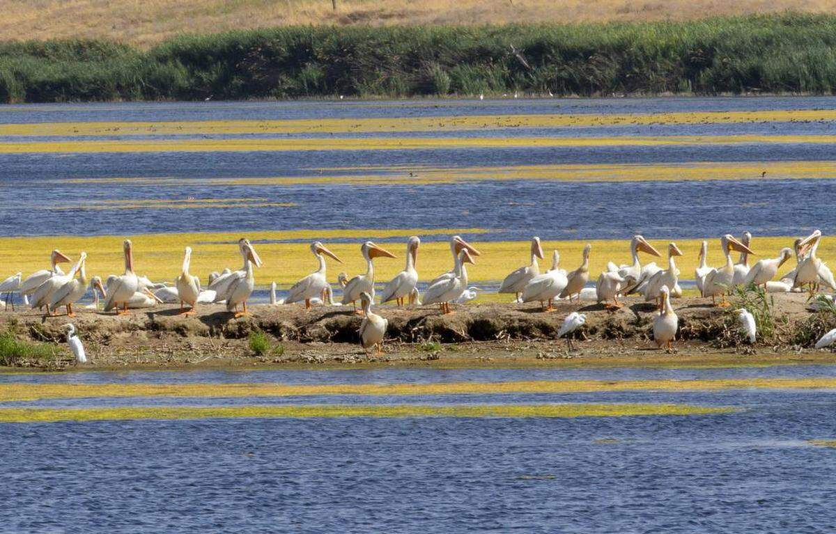 Dozens of American white pelicans rest at the Burbank slough at the McNary National Wildlife Refuge, six miles southeast of Pasco.