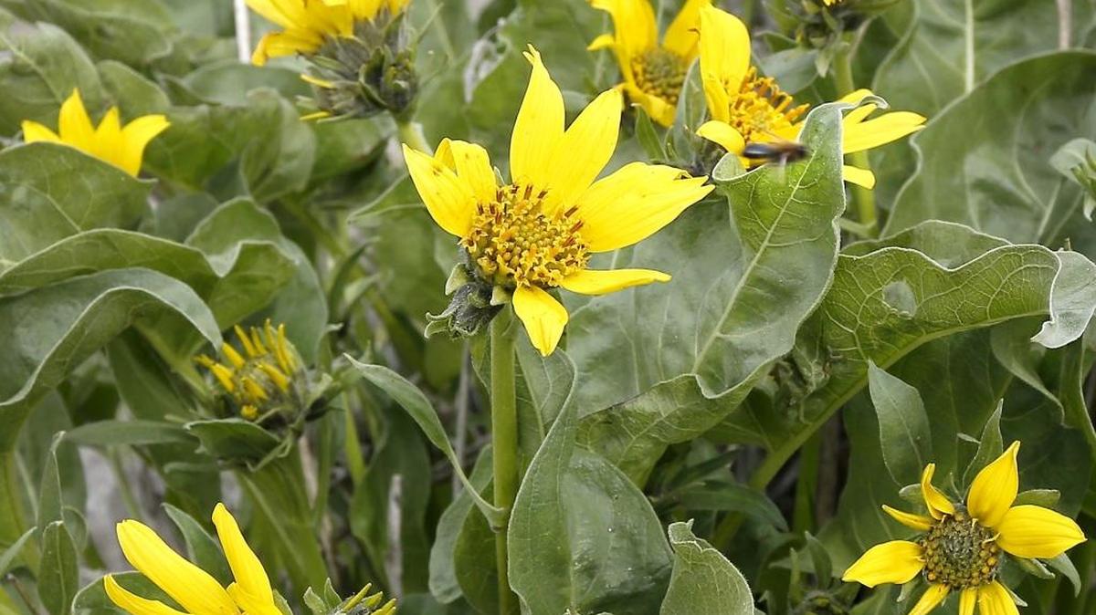 A bee buzzes past blossoming balsamroot wildflowers on a hillside in south Richland.