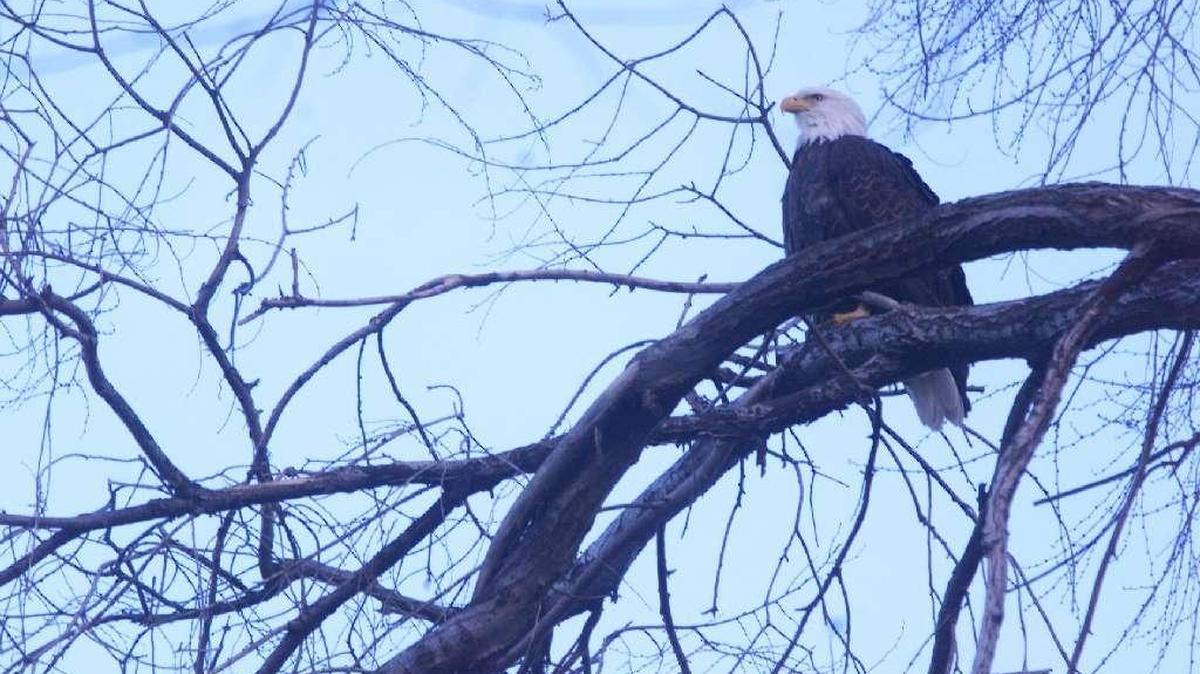 A bald eagle keeps watch in Columbia Park in Kennewick. Last year, 44 bald eagles were spotted during the annual Christmas Bird Count in the Tri-City area.