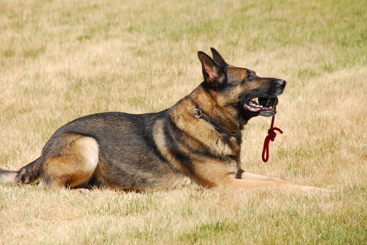 Egon served with the Benton County Sheriff’s Office for about two years before retiring to be a pet.