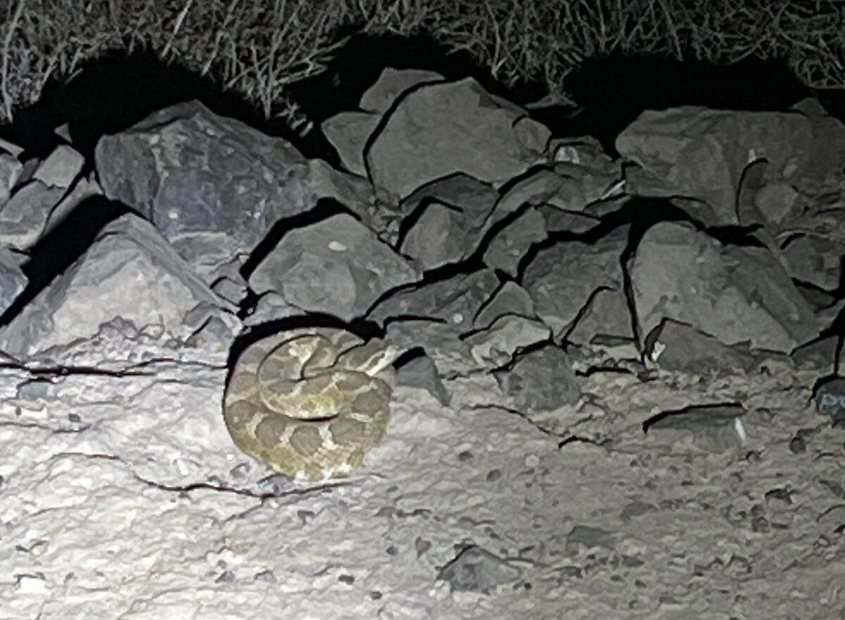 Benton County Sheriff deputies had to dodge rattlesnakes and scorpions while taking a burglary suspect into custody.