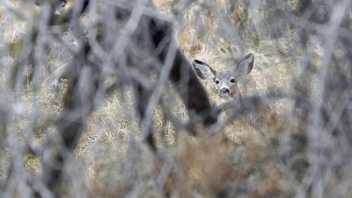 Three mule deer bed down, well camouflaged by vegetation. Washington State Fish and Wildlife plans aerial surveys this month to learn more about mule deer populations in Eastern Washington.