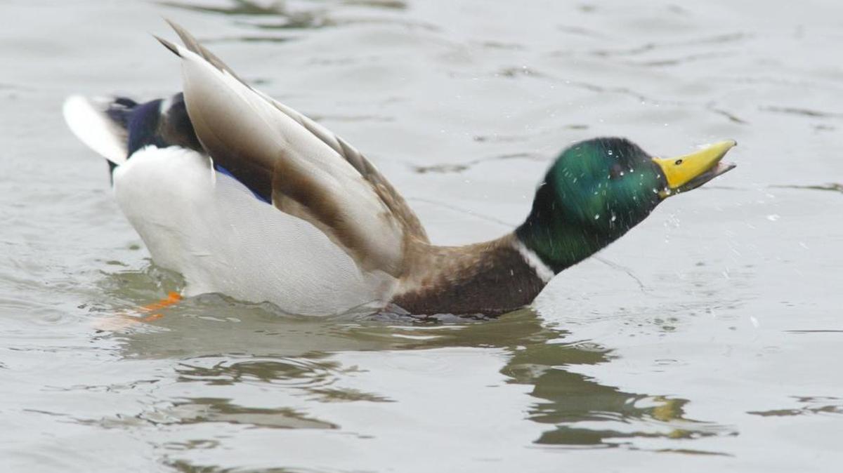 A mallard drake preens in the water. The mallard is the most recognized of all migrating ducks and one of the most desired by waterfowl hunters.