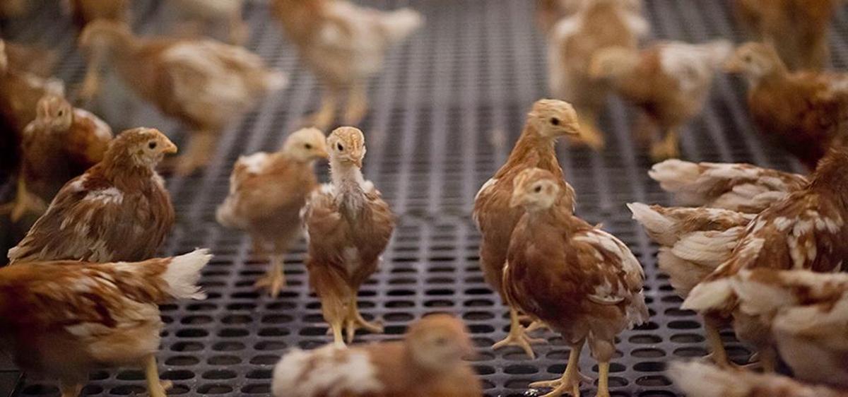 Future egg layers wander around their cage in this file photo.