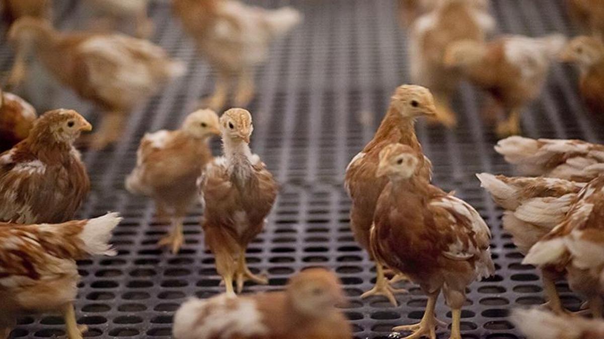 Future egg layers wander around their cage at Oakdell Egg Farms north of Pasco in 2016. The egg producer has two facilities near Pasco.