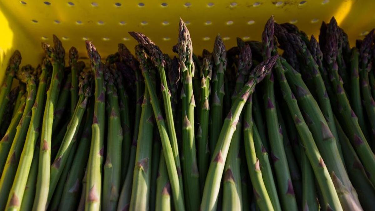One of Yakima Valley’s rites of spring is the annual asparagus harvest, which typically starts in early-to-mid-April, depending on weather and other factors.