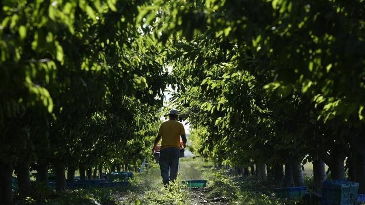 Washington state agriculture department Director Derek Sandison says withdrawing from the Trans-Pacific Partnership opens the door for China to step into the Pacific Rim trading arena, potentially squeezing the United States out.