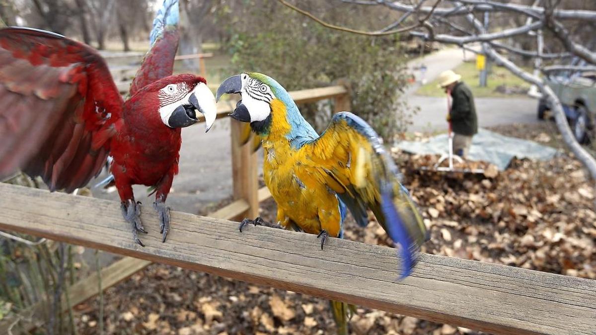 Twinkles, left, and Flyer playfully tussle while perched on a fence rail Wednesday while their owner, Patrick Corrigan, rakes leaves at a friend's property at the intersection of South Washington Street and 27th Avenue in Kennewick. "Sometimes it's like having a pair of 2-year-olds," Corrigan affectionately said about the antics of his Macaw parrots. Corrigan said the 8-year-old birds are very social, enjoy being outside with him and are his good friends. The Kennewick man has been raising birds for about 30 years. They also attracted attention of passing motorists at the busy intersection.