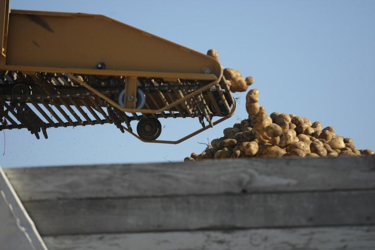 Washington’s potato industry topped $1 billion in sales for the first time.